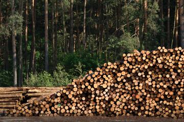 A stack of pine logs in front of a forest, illustrating natural timber harvesting, sustainable...