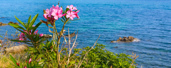 Pink oleander flowers and the blue sea