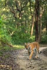 wild female bengal tiger or panthera tigris walking head on safari trail during morning territory patrol with eye contact at dhikala zone of jim corbett national park forest reserve uttarakhand india