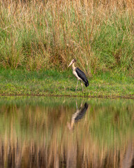 Lesser adjutant stork or Leptoptilos javanicus at bandhavgarh national park forest madhya pradesh india asia. large wading bird with reflection in water in natural scenic green grassland background