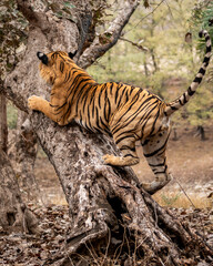 wild male bengal tiger or panthera tigris with tail up climbing hugging body on tree trunk tail up scratching bark of tree showing dominance territory marking behavior ranthambore national park india