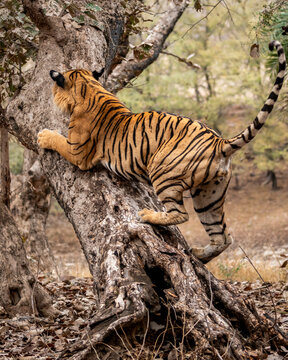 wild male bengal tiger or panthera tigris with tail up climbing hugging body on tree trunk tail up scratching bark of tree showing dominance territory marking behavior ranthambore national park india