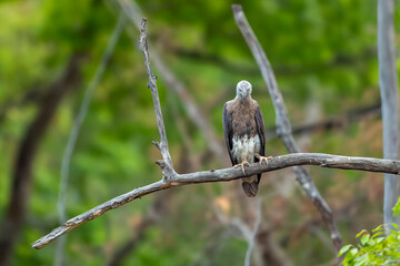Grey headed Fish Eagle or Ichthyophaga ichthyaetus bandhavgarh national park forest tiger reserve madhya pradesh india bird peched high on branch natural scenic green background summer season safari