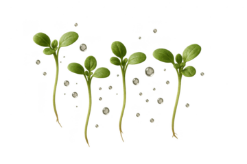 Group of young green sprouts isolated on a transparent background for design