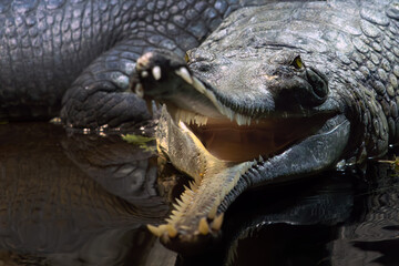 Gharial (Gavialis gangeticus), also known as gavial or fish-eating crocodile, portrait of a large crocodile with open jaws.