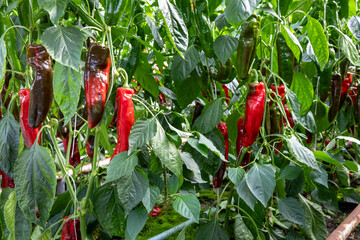 Zoete rode puntpaprika aan de plant in de kas bij kweker