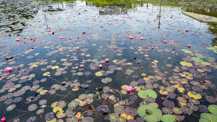 湖面に咲く睡蓮の花　中綱湖　長野県大町市