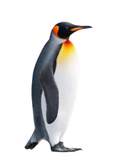 Fototapeta premium A majestic emperor penguin standing gracefully against a plain white background. showcasing its vibrant orange and black markings. ideal for educational and wildlife-related projects