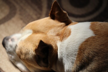 A brown and white dog is lying on top of a rug, perfect for pet-themed illustrations or designs