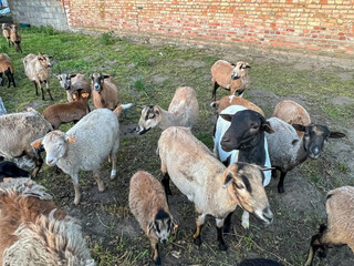 A herd of a dozen or so goats herded into the pen in the evening