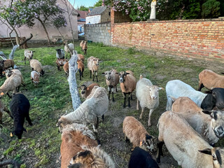 A herd of a dozen or so goats herded into the pen in the evening