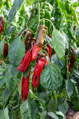 Gardinen Zoete rode puntpaprika aan de plant in de kas bij kweker © ArieStormFotografie