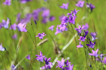 A natural setting with purple flowers growing on green grass