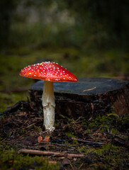 Fliegenpilz auf moosbedeckten Waldboden mit Baumstumpf – Herbstliche Naturaufnahme