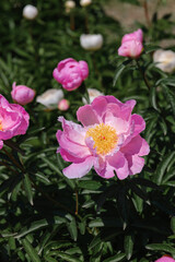 Beautiful peony flowers blooming in a garden during springtime