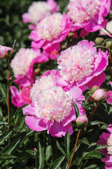 Vibrant pink peonies blooming in springtime garden full of life