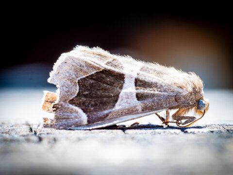 Polilla de perfil de color marr&oacute;n