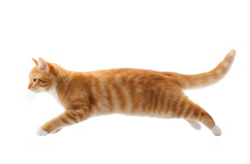 A playful orange tabby cat gracefully walking across a pristine white background. showcasing its vibrant fur and curious expression. perfect for pet-related content or animal behavior studies