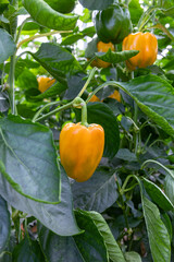 Biologische gele en groene paprika's aan de struik bij kweker