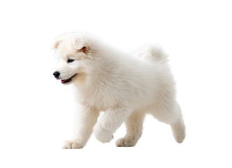 Obraz premium A playful fluffy Samoyed puppy joyfully running across a bright white background. showcasing its lively nature and soft fur. perfect for pet-related content and promotional materials