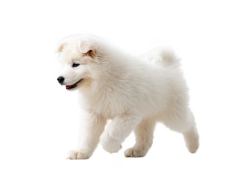 A playful fluffy Samoyed puppy joyfully running across a bright white background. showcasing its lively nature and soft fur. perfect for pet-related content and promotional materials