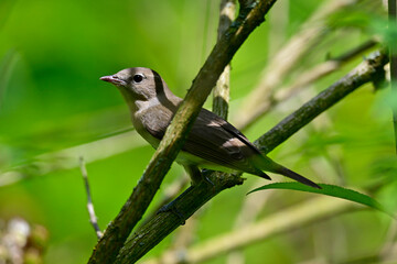 Gartengrasmücke // Garden warbler (Sylvia borin) 