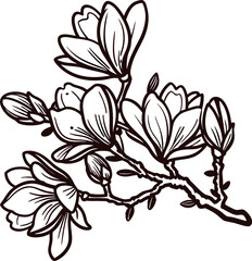 Hand drawn magnolia flower branch with blooming buds and leaves in vintage engraving botanical illustration