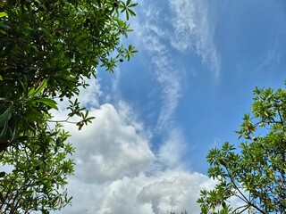 Fototapeta premium Green leafy tree branches framing a blue sky with white clouds on a sunny day