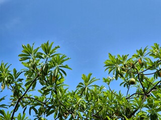 Green leafy branches of a tropical tree against a bright blue clear sky in daylight. Copy space 