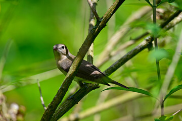 Garden warbler // Gartengrasmücke (Sylvia borin) 