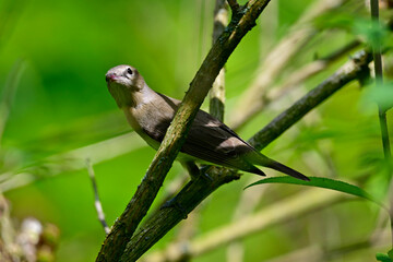 Gartengrasmücke // Garden warbler (Sylvia borin) 