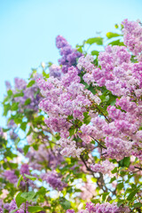 Lilac blossoms bloom brightly in spring sunlight against a clear blue sky