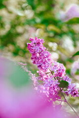 Obraz premium Blooming lilac flowers in a garden during springtime sunshine