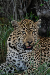 A beautiful portrait of a female leopard's face while the cat is lying down, Greater Kruger. 