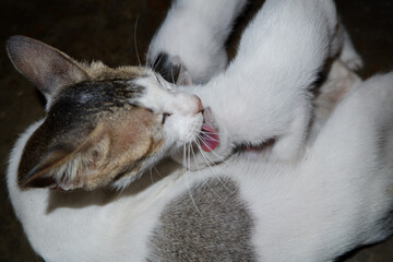 stray mother cat with her kittens