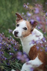 Jack Russell dog stands calmly among blooming lavender flowers. Soft background and natural light emphasize the dog white and brown coat.