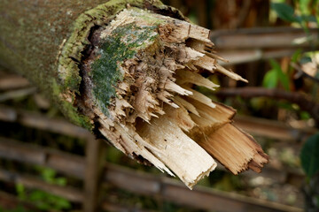 photo of broken tree trunk