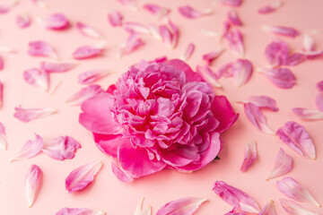 Single fluffy pink peony on pastel background with scattered petals