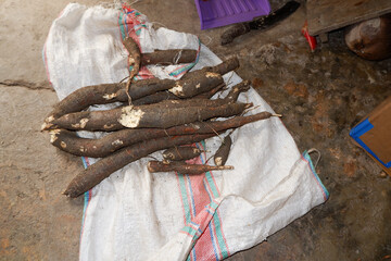 cassava freshly harvested from the garden