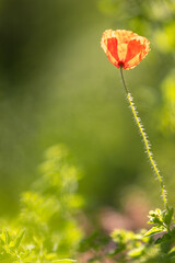 Red poppy (papaver) flower blooming in spring meadow