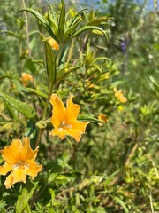 yellow flowers in the garden