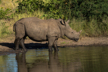 A young white rhino stands at the edge of a waterhole, Greater Kruger. 