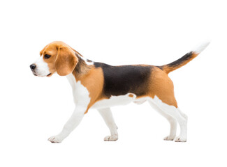A beagle dog walking gracefully against a white background. showcasing its distinctive tricolor coat. with a focus on its playful demeanor and energetic spirit. ideal for pet-related content