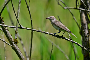 Garden warbler // Gartengrasmücke (Sylvia borin) 