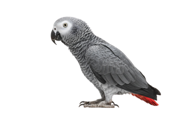 African Grey Parrot Side View with Red Tail Feathers, Transparent PNG for Educational, Pet, or Wildlife Design Themes