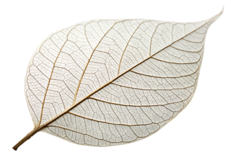  delicate-skeletal-leaf-structure isolated on white background png, ai generated