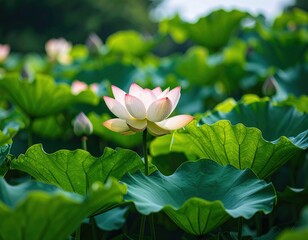 Obraz premium Serene lotus blossom amidst lush greenery in tranquil pond