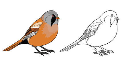 Obraz premium Bearded Reedling Coloring Page Featuring Realistic Colored and Clear Outline Bird Design