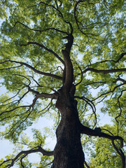 巨樹と青空、明治神宮の一の鳥居の前の木、2025年5月中旬撮影