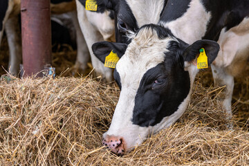 Healthy dairy cows feeding on fodder standing in row of stables in cattle farm barn with worker...
